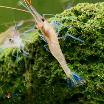 Preview: Set 10 x Blaufußgarnele - Caridina caerulea